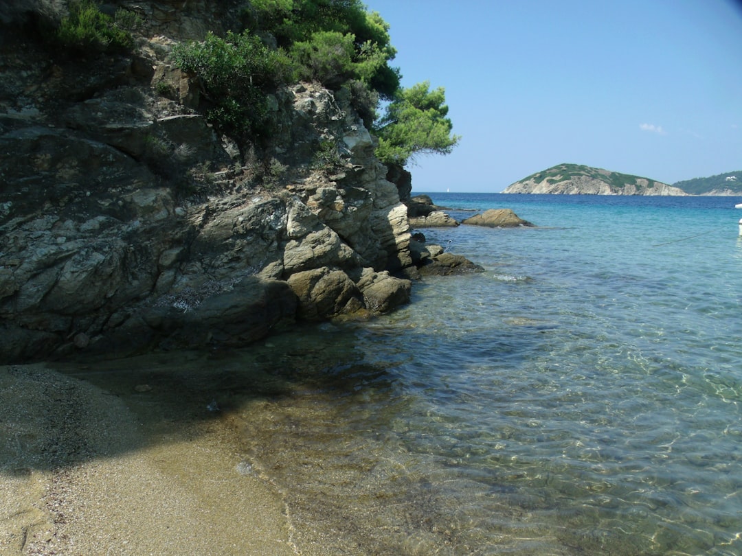 green trees on gray rocky shore during daytime
